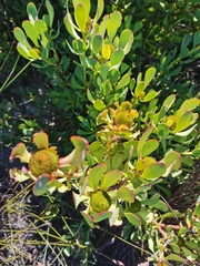 Leucadendron arcuatum