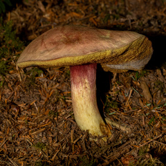 Boletus smithii