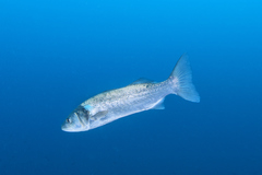 Dicentrarchus labrax