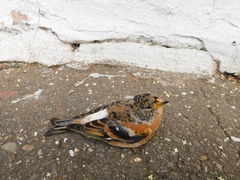 Fringilla montifringilla