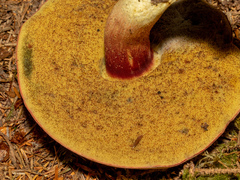 Boletus smithii