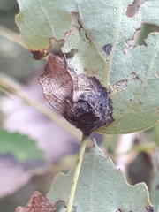 Harmandiola tremulae