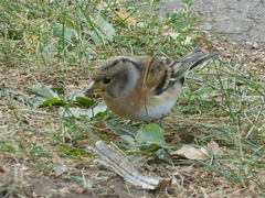 Fringilla montifringilla