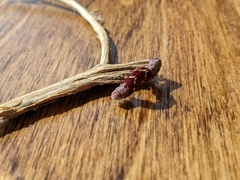 Acontiinae