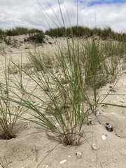 Ammophila breviligulata