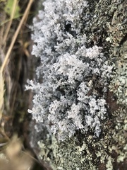 Stereocaulon saxatile