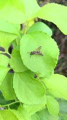 Parancistrocerus perennis