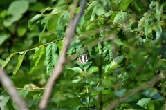 Limenitidinae