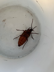 Derobrachus geminatus