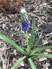 Muscari