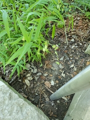 Chasmanthium latifolium