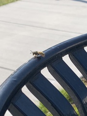 Vespula germanica