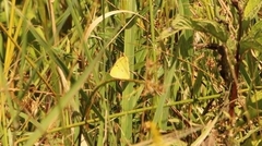 Colias