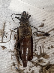 Derobrachus geminatus