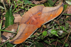 Antheraea formosana
