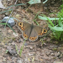 Lasiommata schakra