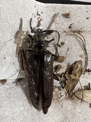 Derobrachus geminatus