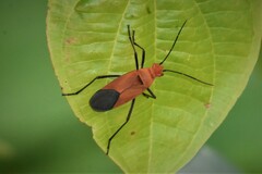 Leptocoris augur