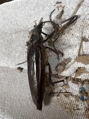 Derobrachus geminatus