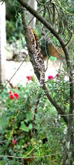 Anolis heterodermus