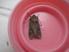 Noctuidae