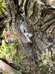Tremella fuciformis