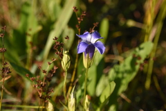 Gentianopsis virgata