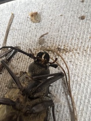 Derobrachus geminatus