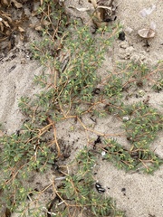 Euphorbia polygonifolia