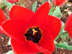Tulipa