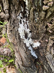 Tremella fuciformis
