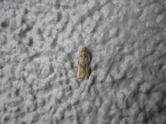Tortricidae