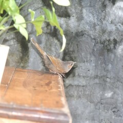 Trochalopteron lineatum