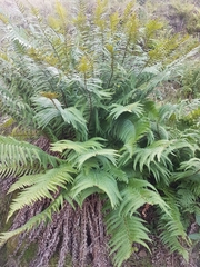 Dryopteris affinis borreri
