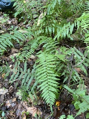 Homalosorus pycnocarpos