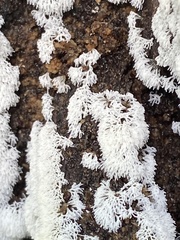 Tremella fuciformis