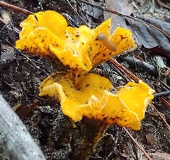 Cantharellus lateritius
