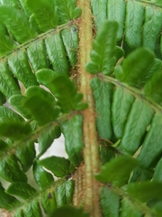 Dryopteris affinis borreri