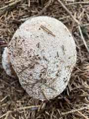 Amanita excelsa