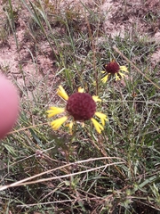 Gaillardia aestivalis