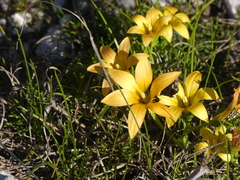 Romulea setifolia