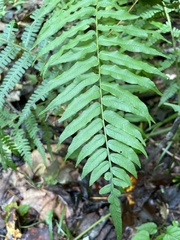 Homalosorus pycnocarpos