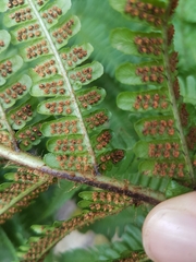 Dryopteris affinis borreri