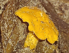 Cantharellus lateritius