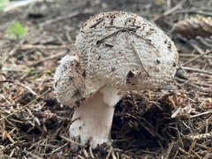 Amanita excelsa
