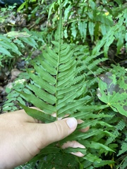 Homalosorus pycnocarpos