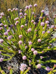 Sorocephalus scabridus