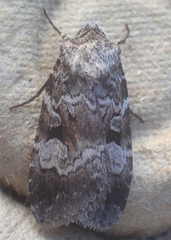 Feltia geniculata