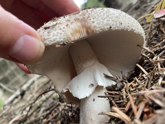 Amanita excelsa