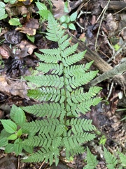Dryopteris carthusiana